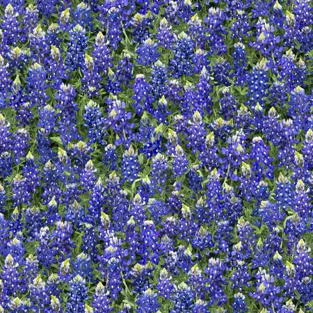 Blue Bonnets Floral