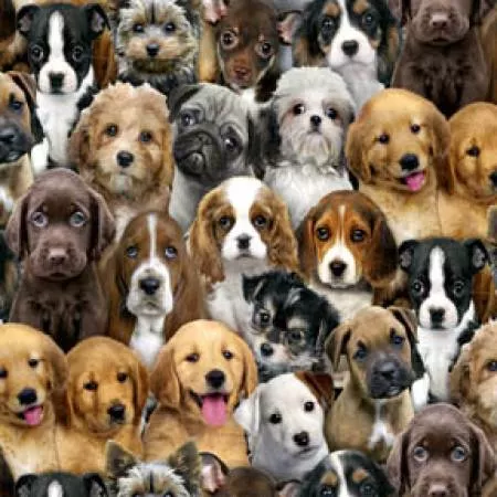 Multi Packed Dogs 3800E-MLT