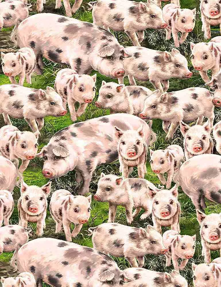 Packed Pigs – Multi