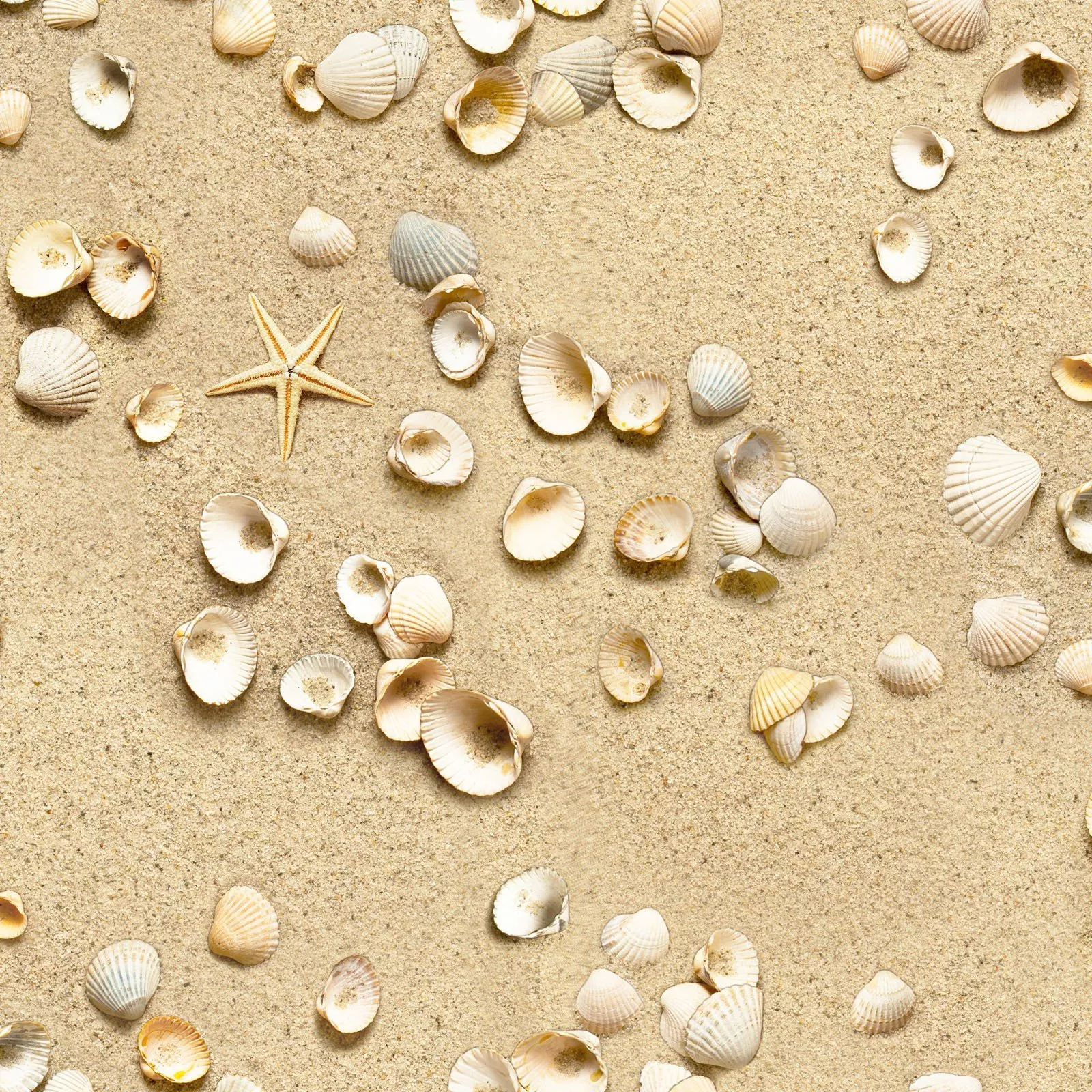 Sand & ShellsElizabeth's Studio 555-SAN
