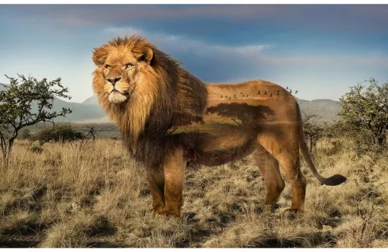 Wild Kingdom Panel (Lion)